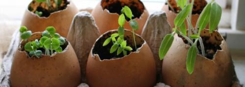 Яичная скорлупа, как удобрение. Яичная скорлупа и луковая шелуха, как удобрения