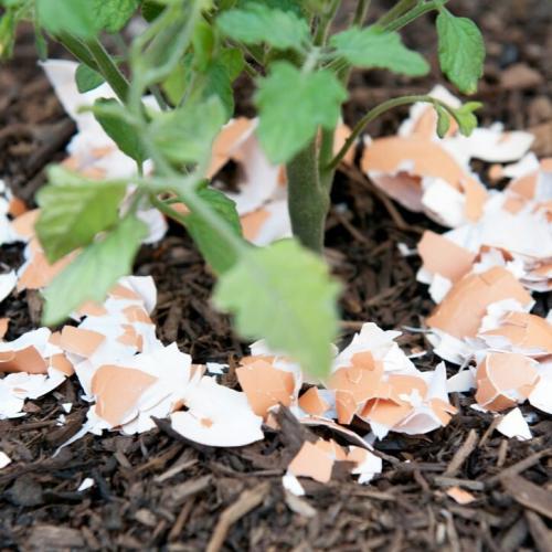 Яичная скорлупа, как удобрение. Яичная скорлупа и луковая шелуха, как удобрения