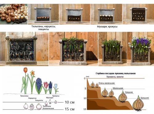 Тюльпаны на подоконнике. Волшебная клумба на подоконнике: как посадить и вырастить тюльпаны в домашних условиях