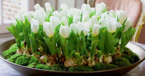 Тюльпаны на подоконнике. Волшебная клумба на подоконнике: как посадить и вырастить тюльпаны в домашних условиях