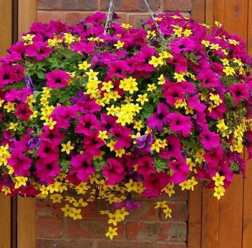 Как сделать подвеску для цветочного горшка. Любителям подвесных кашпо для сада, созданных своими руками