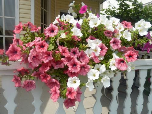 Как сделать кашпо для петунии. Петуния в кашпо — Выращивание и Фото