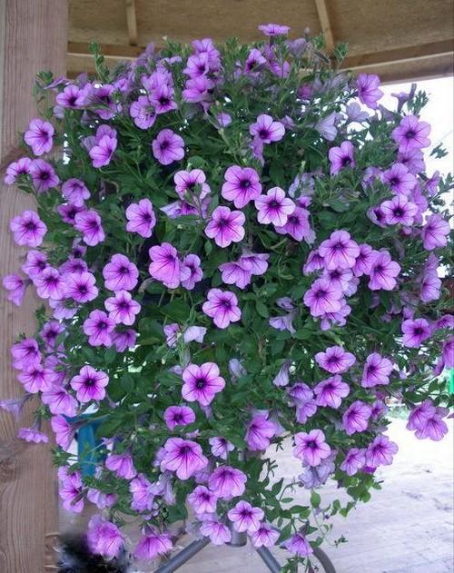 Как сделать подвеску для цветочного горшка. Любителям подвесных кашпо для сада, созданных своими руками