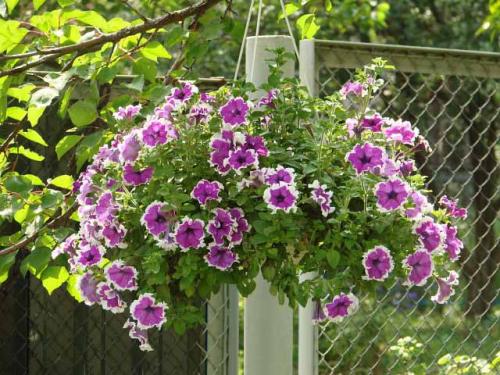 Как сделать кашпо для петунии. Петуния в кашпо — Выращивание и Фото