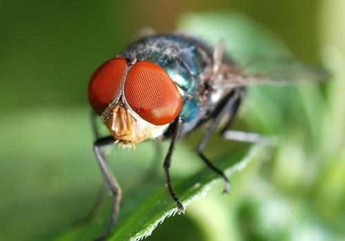 Черные маленькие червячки в ванной. Насекомые в ванной: фото и названия 07