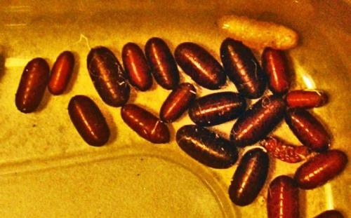 Черные маленькие червячки в ванной. Насекомые в ванной: фото и названия 08