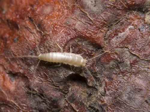 Прозрачные черви в унитазе. Каких насекомых можно обнаружить в ванной комнате и почему они там заводятся?