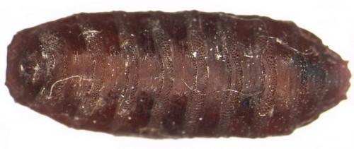 Черные маленькие червячки в ванной. Насекомые в ванной: фото и названия 06