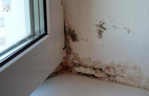 Насекомые от сырости. Профилактика появления насекомых в ванной 15