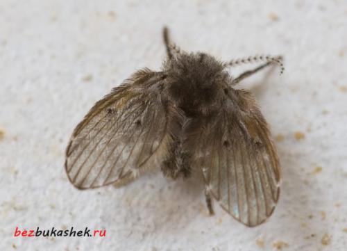 Насекомые от сырости. Профилактика появления насекомых в ванной 12