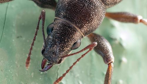 Очень мелкие насекомые на кухне. Разновидности насекомых
