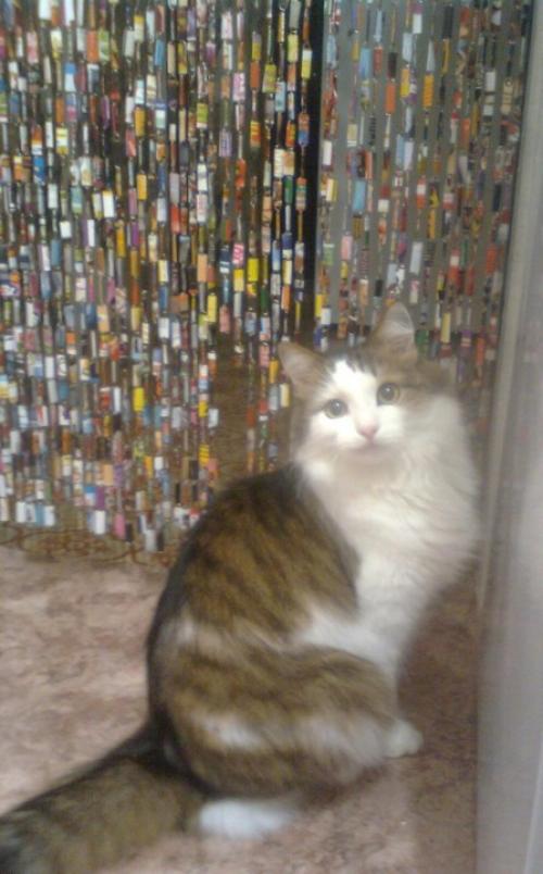 Шторы ИЗ ЖУРНАЛОВ СВОИМИ РУКАМИ. ШТОРЫ ИЗ СКРЕПОК И ЖУРНАЛОВ СВОИМИ РУКАМИ ( кто помнит?)