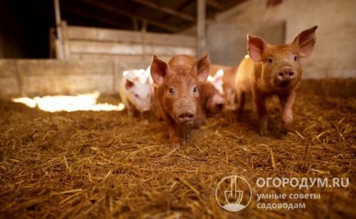 Как утеплить свинарник. Строим и обустраиваем свинарник