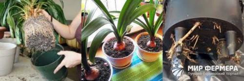 Когда можно пересаживать. Пересадка комнатных цветов - сроки и рекомендации 01 Когда можно пересаживать. Пересадка комнатных цветов - сроки и рекомендации 01