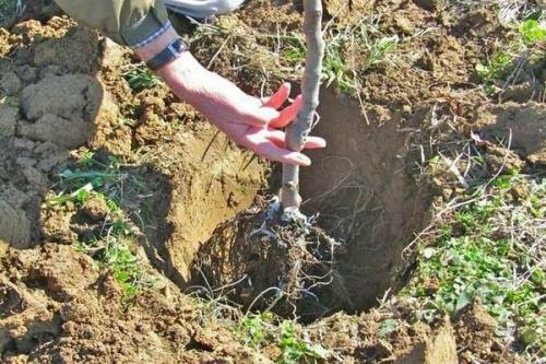 Как пересадить яблоню. В каких случаях необходима пересадка яблони на новое место