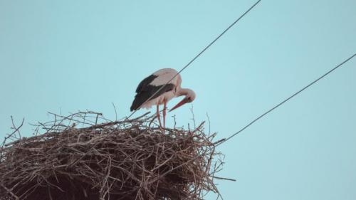 Поделка аист в гнезде. Гнездо аиста — узнайте где строят гнезда аисты и как привлечь внимание молодого аиста к своему участку (115 фото + видео)
