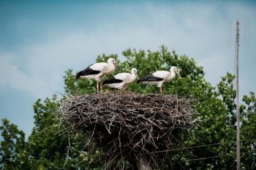 Поделка аист в гнезде. Гнездо аиста — узнайте где строят гнезда аисты и как привлечь внимание молодого аиста к своему участку (115 фото + видео)