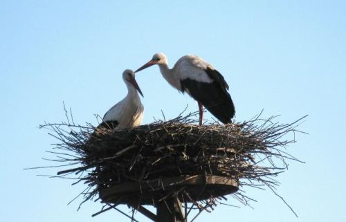Поделка аист в гнезде. Гнездо аиста — узнайте где строят гнезда аисты и как привлечь внимание молодого аиста к своему участку (115 фото + видео)