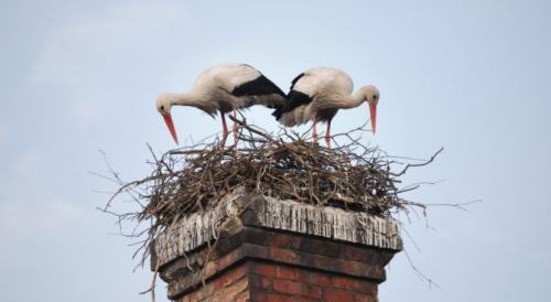 Как поселить аиста. Как сделать гнездо для аистов своими руками