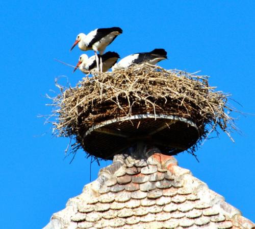 Поделка аист в гнезде. Гнездо аиста — узнайте где строят гнезда аисты и как привлечь внимание молодого аиста к своему участку (115 фото + видео)