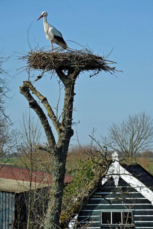 Поделка аист в гнезде. Гнездо аиста — узнайте где строят гнезда аисты и как привлечь внимание молодого аиста к своему участку (115 фото + видео)