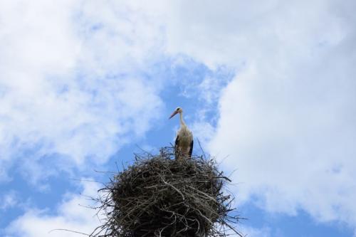 Поделка аист в гнезде. Гнездо аиста — узнайте где строят гнезда аисты и как привлечь внимание молодого аиста к своему участку (115 фото + видео)