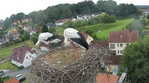 Поделка аист в гнезде. Гнездо аиста — узнайте где строят гнезда аисты и как привлечь внимание молодого аиста к своему участку (115 фото + видео)