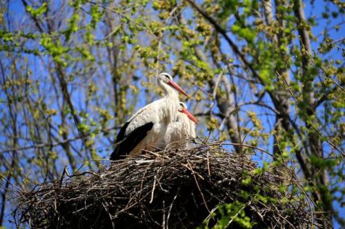 Поделка аист в гнезде. Гнездо аиста — узнайте где строят гнезда аисты и как привлечь внимание молодого аиста к своему участку (115 фото + видео)