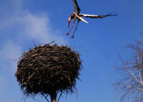 Поделка аист в гнезде. Гнездо аиста — узнайте где строят гнезда аисты и как привлечь внимание молодого аиста к своему участку (115 фото + видео)