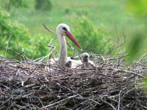 Поделка аист в гнезде. Гнездо аиста — узнайте где строят гнезда аисты и как привлечь внимание молодого аиста к своему участку (115 фото + видео)