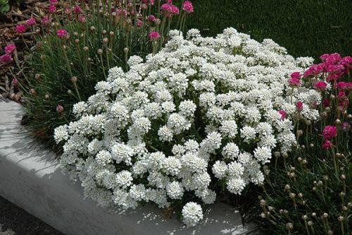 Красивый цветник из многолетников. Примеры других долгоцветущих однолетников