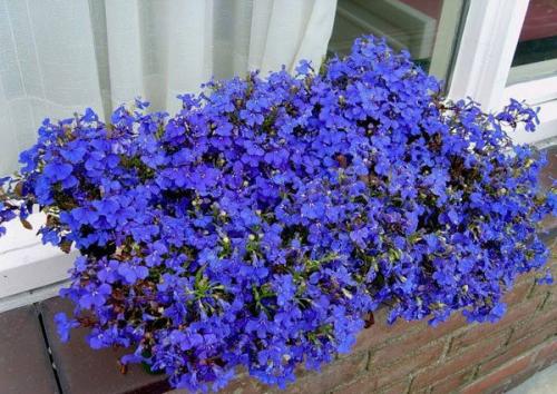 Красивый цветник из многолетников. Примеры других долгоцветущих однолетников