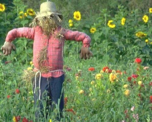 Чучело огородное рисунок. Секрет эффективного пугала
