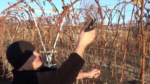 Каркас для винограда из арматуры. Шпалера для для подвязки винограда: инструкция с размерами и чертежами для изготовления своими руками | (Фото  Видео)+Отзывы