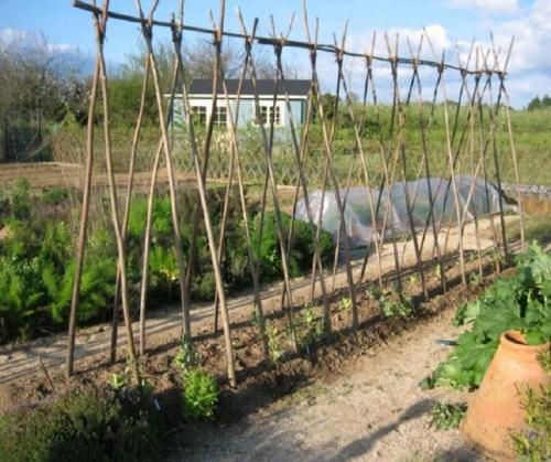 Каркас для винограда из арматуры. Шпалера для для подвязки винограда: инструкция с размерами и чертежами для изготовления своими руками | (Фото  Видео)+Отзывы