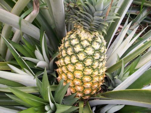 Картинки ананас. Ананас — характеристики плода и места созревания + 84 фото