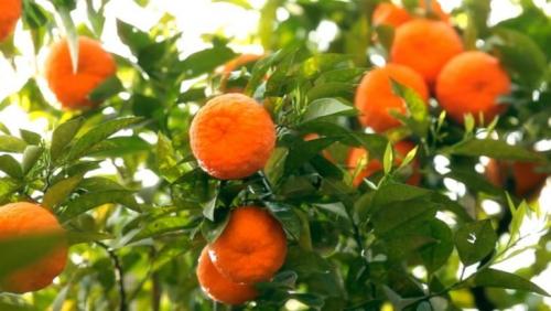 Картинки мандариновые деревья. Мандарин — ареал распространения, полезные свойства, противопоказания, домашние сорта + 95 фото