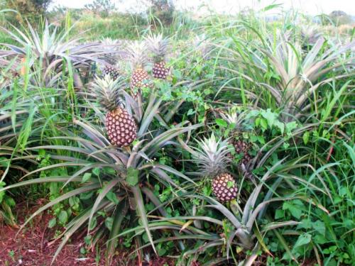 Картинки ананас. Ананас — характеристики плода и места созревания + 84 фото