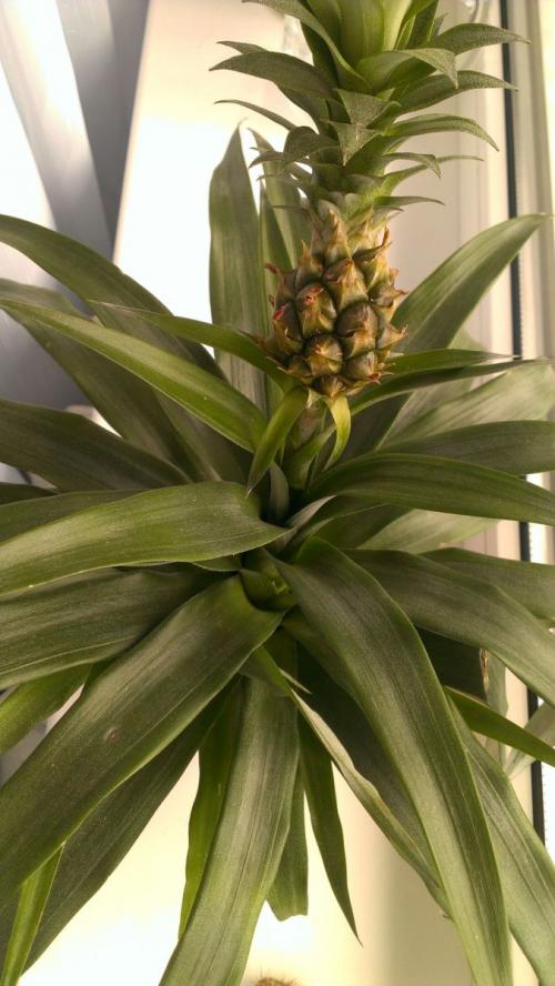 Картинки ананас. Ананас — характеристики плода и места созревания + 84 фото