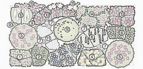 Миксбордер из кустарников и многолетников на фоне забора. Особенности планировки миксбордера 10
