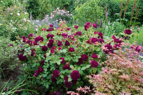 Миксбордер с розами. Как правильно подобрать растения
