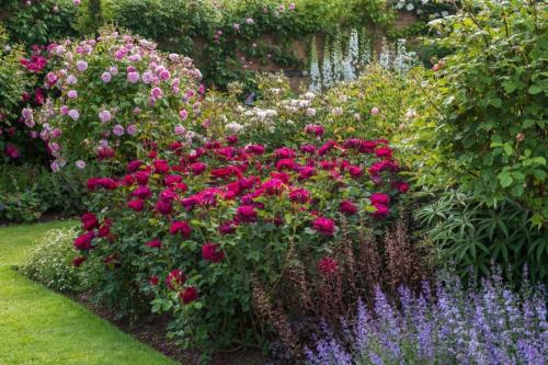 Миксбордер с розами. Как правильно подобрать растения
