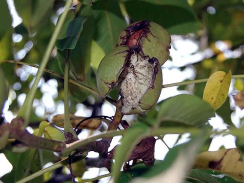 Гранатовое дерево в домашних условиях. Выбор и подготовка семян комнатного граната 05