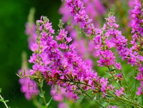 Гранатовое дерево в домашних условиях. Выбор и подготовка семян комнатного граната 04