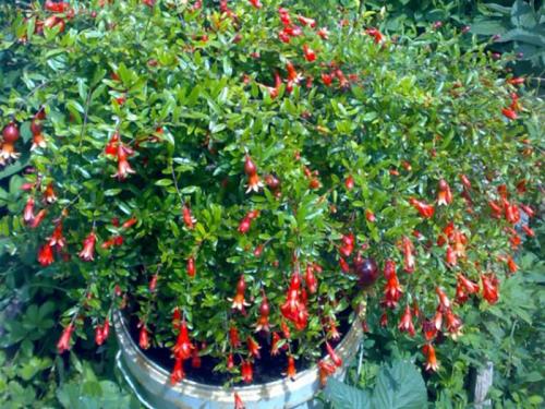 Дерево граната в домашних условиях на улице. Деревце любви, вдохновившее военных