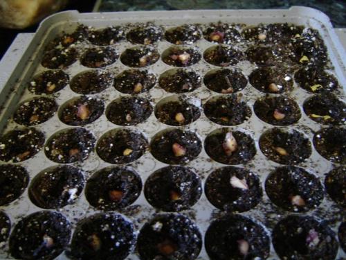 Дерево граната в домашних условиях. Комнатный гранат в домашних условиях: отбор семян