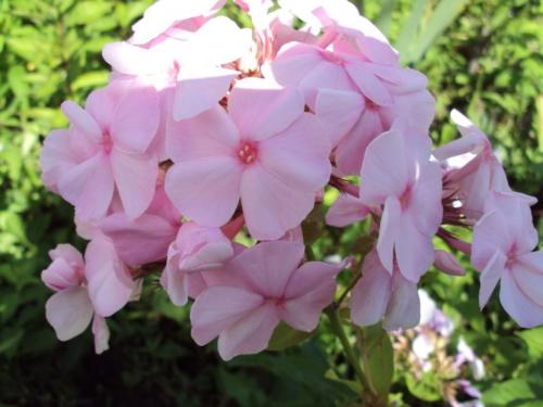 Декоративные растения флокс. Флоксы — морфологическое описание, виды и вариации, выращивание и посадка + 106 фото