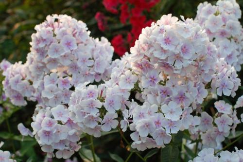 Декоративные растения флокс. Флоксы — морфологическое описание, виды и вариации, выращивание и посадка + 106 фото