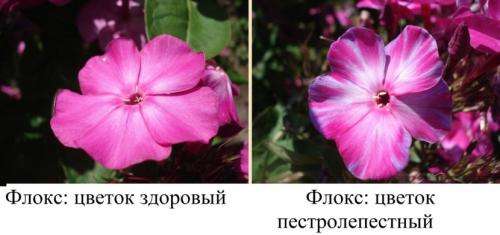 Декоративные растения флокс. Флоксы — морфологическое описание, виды и вариации, выращивание и посадка + 106 фото