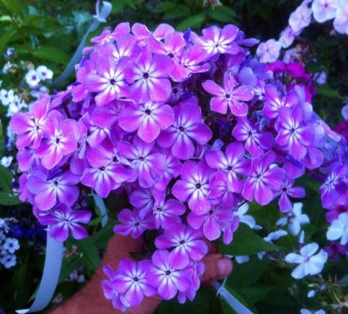 Декоративные растения флокс. Флоксы — морфологическое описание, виды и вариации, выращивание и посадка + 106 фото